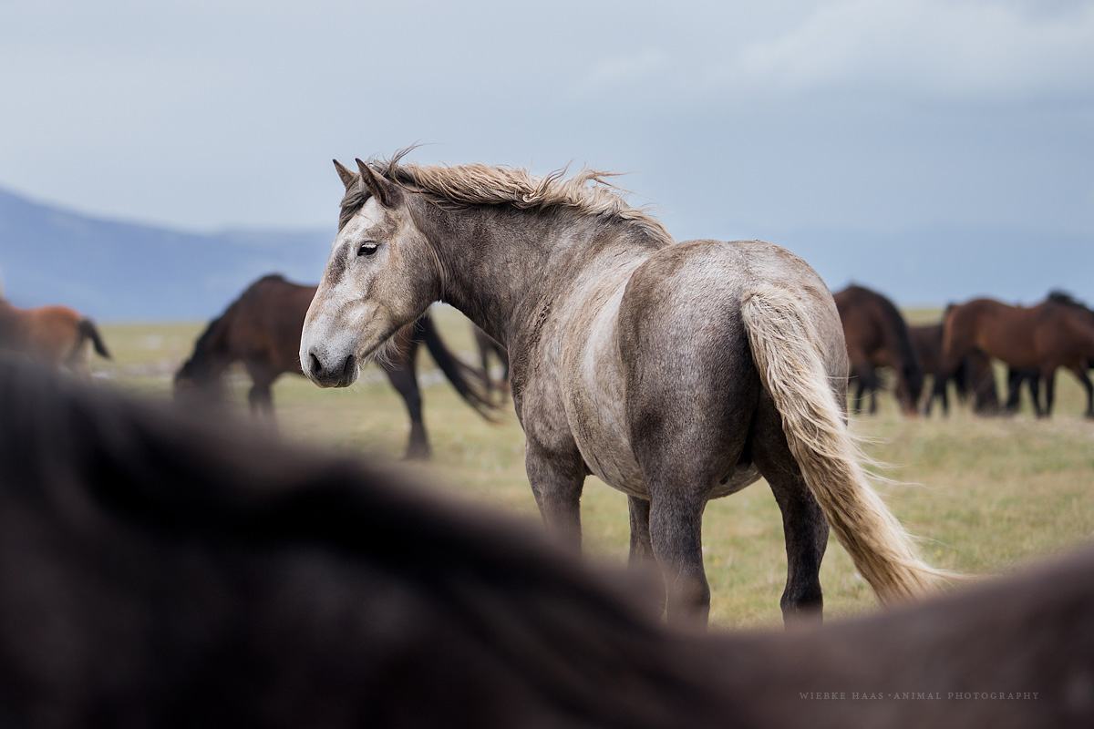 wild, horse, horses, Livno, Bosnia, equine, equus, photography, story, photographer, fine art, pferd, pferde, wildpferd, Bosnien, wildpferde, pferdefotografie, Pferdefotograf