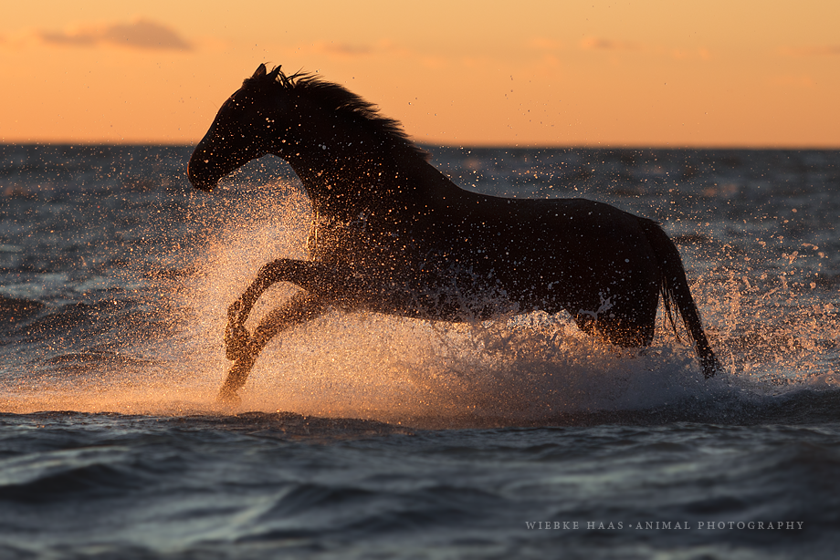 Fotoshooting Am Strand mit Ihrem Pferd, Meer, Ostsee, Strand, Pferd, Pferde, Pferdefotoshooting, Pferdefotograf, Pferdefotografie, Warmblut, Wasser